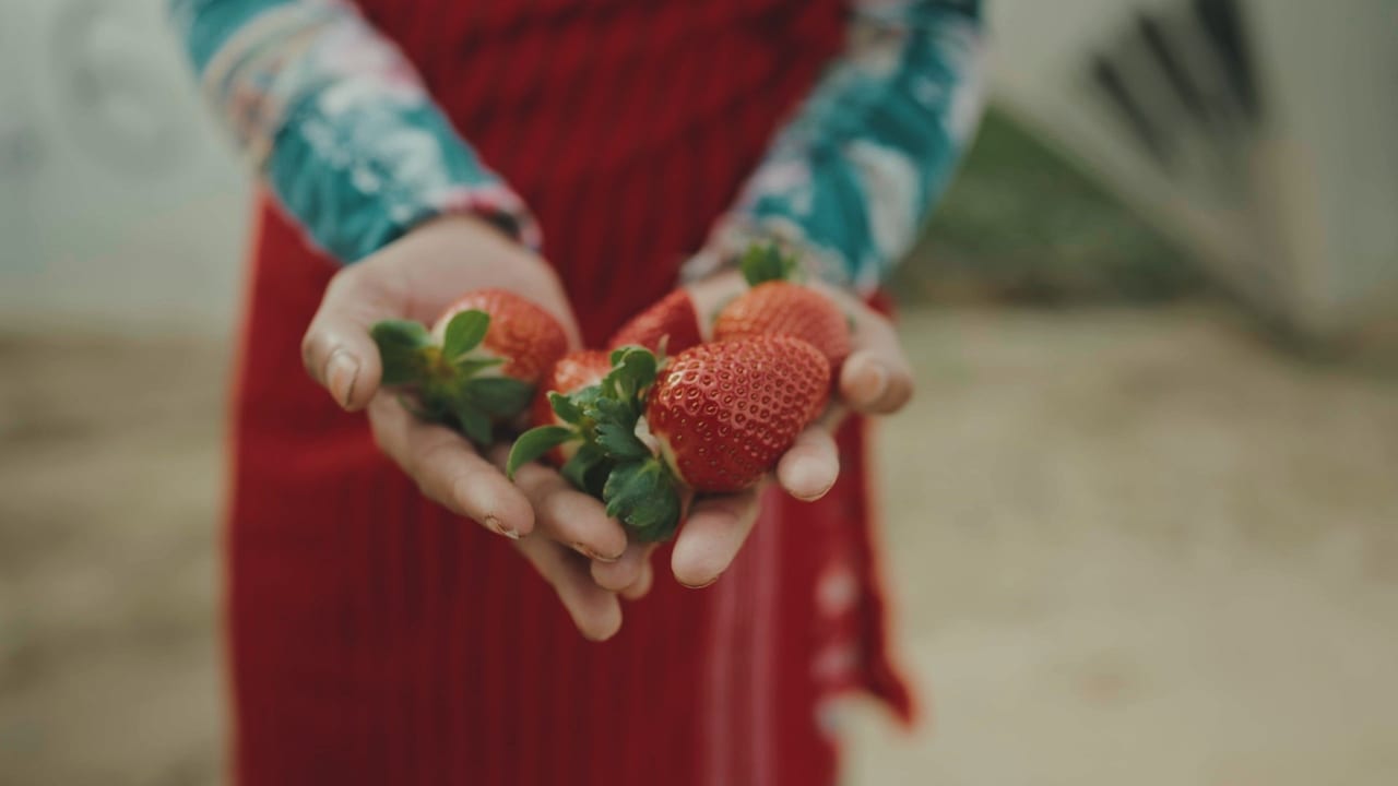 Watch Bittere Früchte - Ausbeutung in der Landwirtschaft 2024 online Watch Bittere Früchte - Ausbeutung in der Landwirtschaft 2024 online