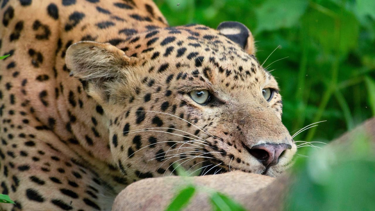 Дивитися фільм Leopard Dynasty – The Rise of Rana 2025 онлайн Дивитися фільм Leopard Dynasty – The Rise of Rana 2025 онлайн