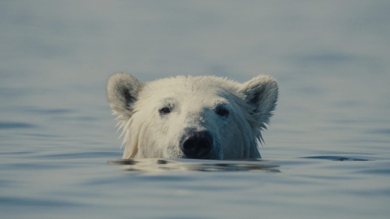 Дивитися фільм Nuisance Bear 2026 онлайн Дивитися фільм Nuisance Bear 2026 онлайн