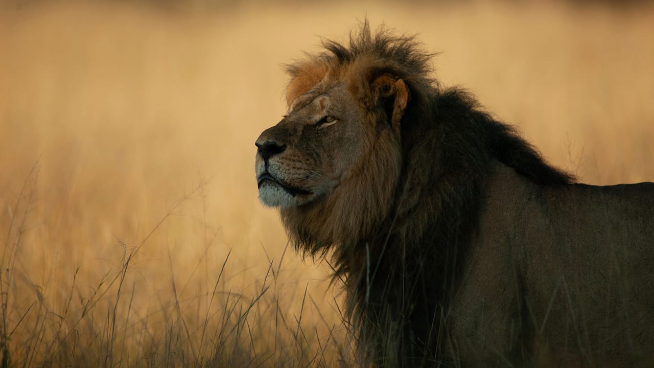 Дивитися фільм Cecil 2026 онлайн Дивитися фільм Cecil 2026 онлайн