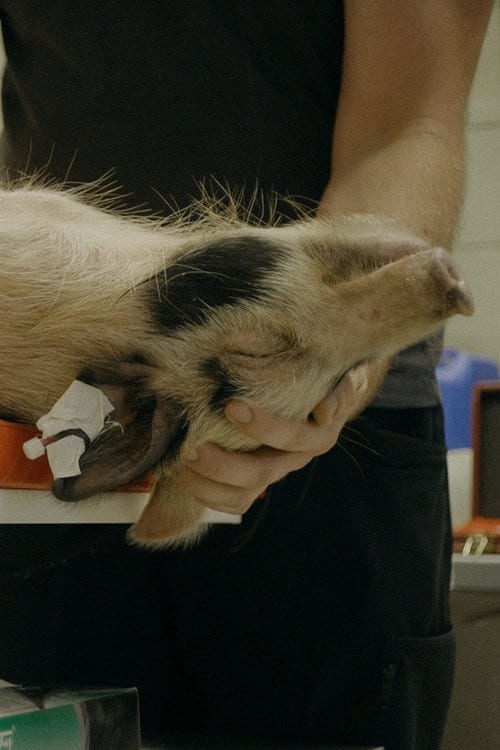 Дивитися фільм When Pigs Fly 2026 онлайн Дивитися фільм When Pigs Fly 2026 онлайн