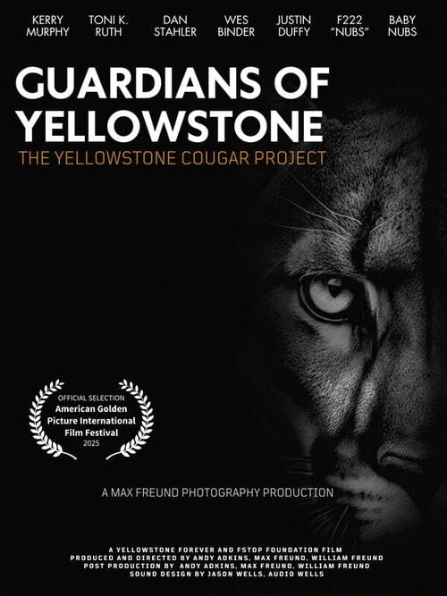 Дивитися фільм Guardians of Yellowstone: The Yellowstone Cougar Project 2026 онлайн Дивитися фільм Guardians of Yellowstone: The Yellowstone Cougar Project 2026 онлайн