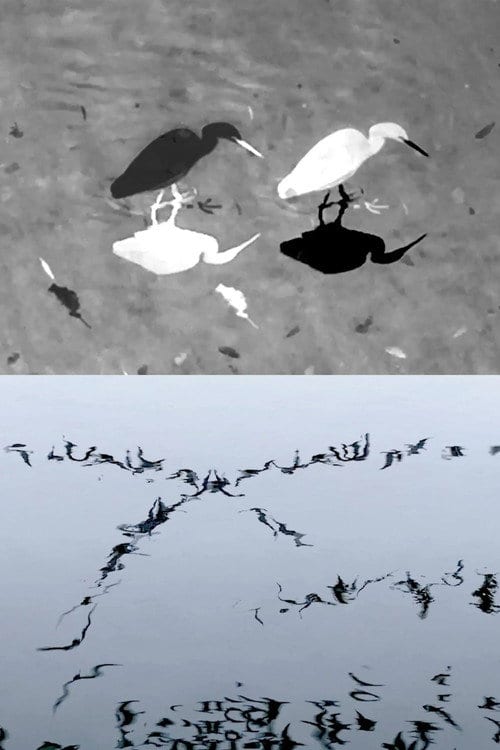 Watch Animal Studies (Egret / Seagull Reflection / Midges / Spider / Swans in a Line) 2026 online Watch Animal Studies (Egret / Seagull Reflection / Midges / Spider / Swans in a Line) 2026 online