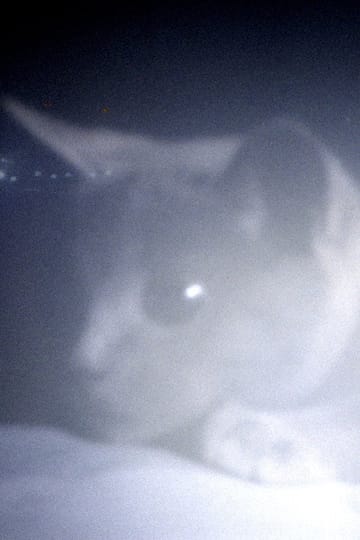 Watch Somos animales 2023 online Watch Somos animales 2023 online