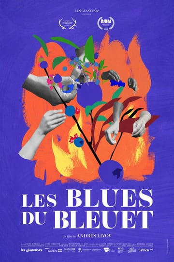 Дивитися фільм Les blues du bleuet 2026 онлайн Дивитися фільм Les blues du bleuet 2026 онлайн