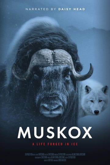 Дивитися фільм Muskox 2026 онлайн Дивитися фільм Muskox 2026 онлайн