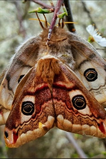 Watch Purple Emperor 2026 online