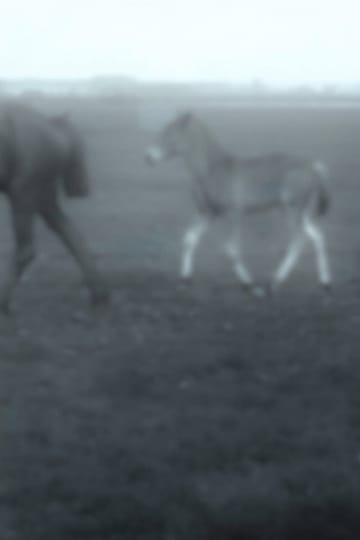 Watch Cavalos 2026 online