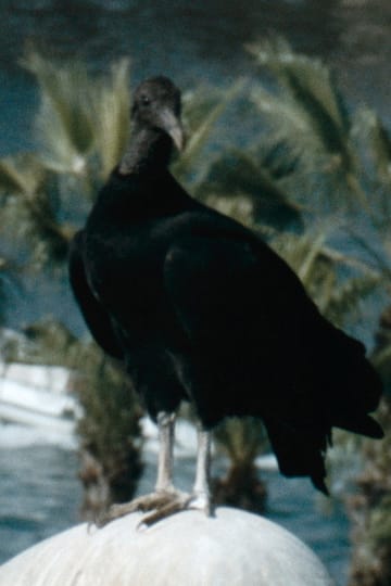 Дивитися фільм Gallinazo 2026 онлайн Дивитися фільм Gallinazo 2026 онлайн