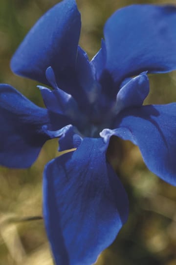Watch Gentian Sprite 2026 online