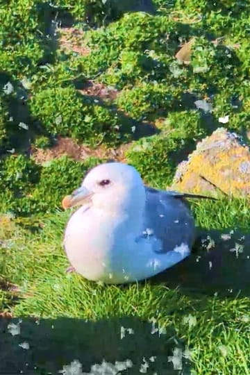 Дивитися фільм Fulmar 2026 онлайн Дивитися фільм Fulmar 2026 онлайн