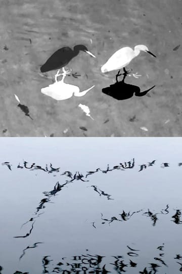 Дивитися фільм Animal Studies (Egret / Seagull Reflection / Midges / Spider / Swans in a Line) 2026 онлайн
