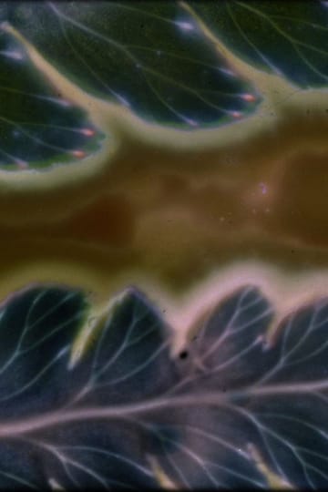 Дивитися фільм Phytophonics 2026 онлайн