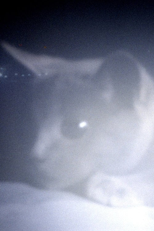 Watch Somos animales 2023 online