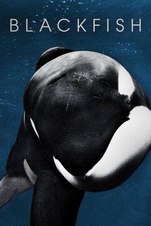 Watch Blackfish 2013 online