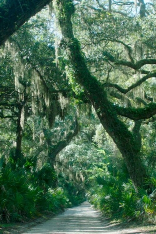 Watch The Horses of Cumberland Island 2026 online
