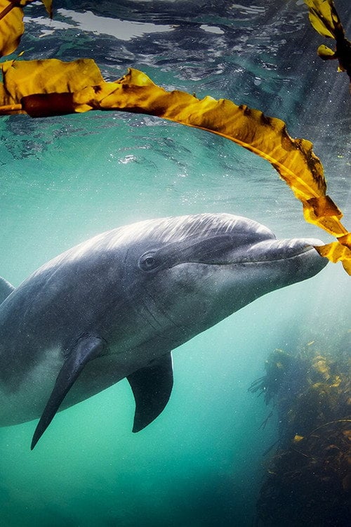 Дивитися фільм Why We Love Dolphins 2026 онлайн