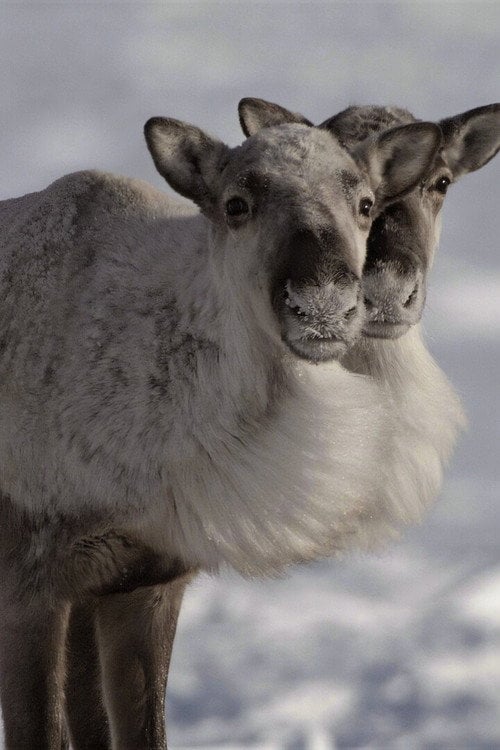 Дивитися фільм Caribou Nation 2026 онлайн