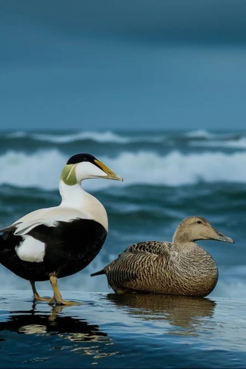 Дивитися фільм The Cry of the Eider 2026 онлайн