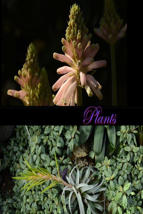 Дивитися фільм Plants 2026 онлайн