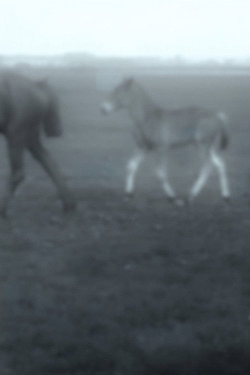 Watch Cavalos 2026 online