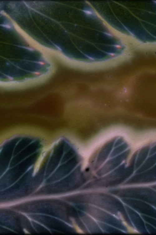 Дивитися фільм Phytophonics 2026 онлайн