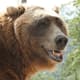 Bart the Bear