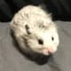 Sirius the Grey