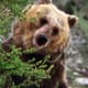 Bozo the Bear