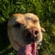 Ted the Dog