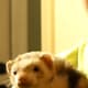 Peanut