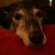 Bobby the dog